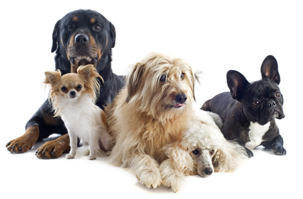 Hunde und Katzen jeder Rasse bekommen in Jutta's Hundesalon die richtige Fellpflege.